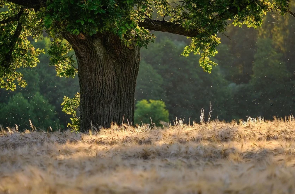 Tree in Field