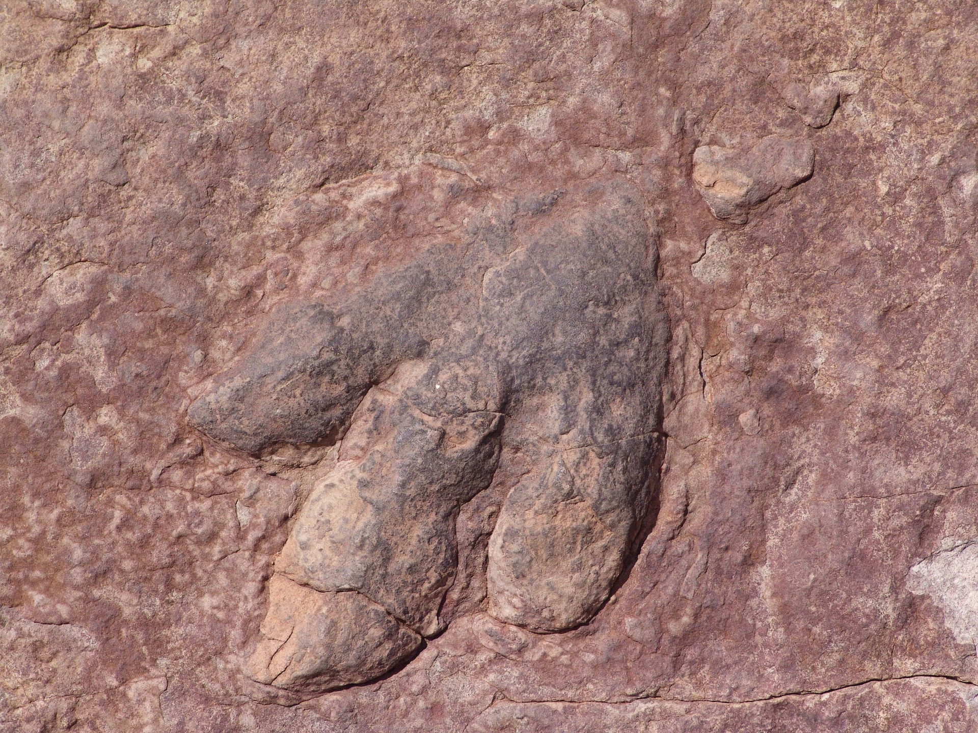 A dinosaur fossil